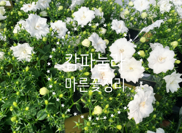  캄파눌라 마른꽃 정리