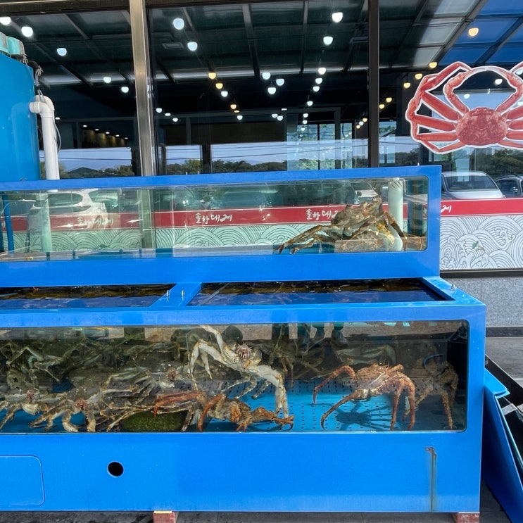 DAY 4 : 강아지랑 뚜벅뚜벅 강릉여행 (솔향대게, 강문해변, 삼공칠닭강정)