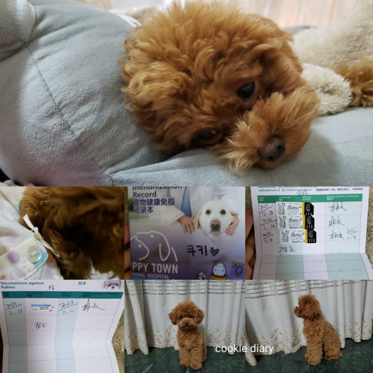  쿠키