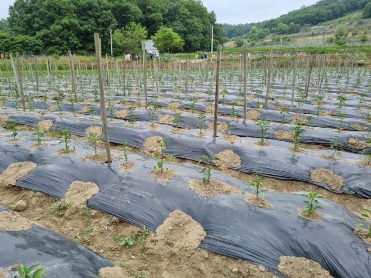  고추농사 노지 청양 꽈리 홍고추밭 고추순따기 고추잎훑기 작업