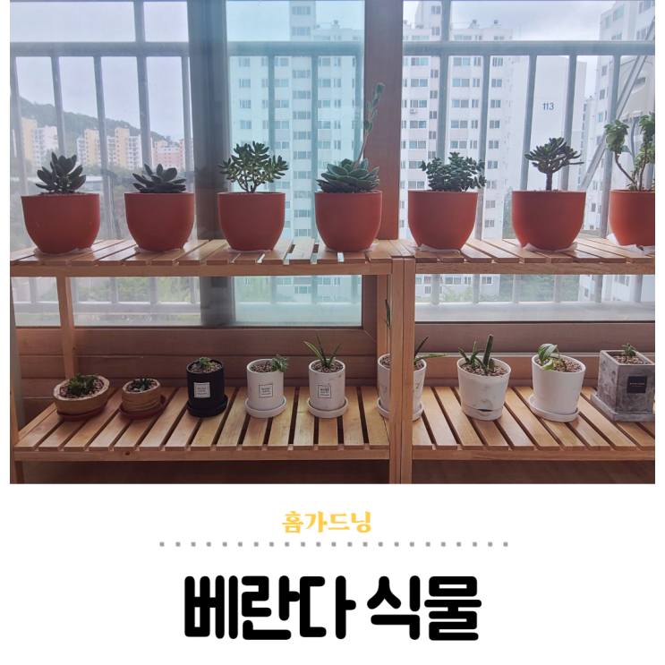  베란다 식물이 사는 곳, 원목화분대 홈가드닝