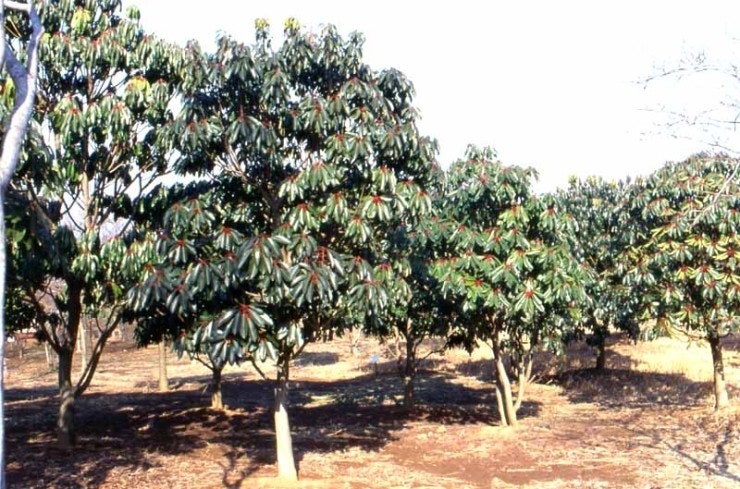  생활권수목 - 상록 (소)교목 - 01. 굴거리나무(Daphniphyllum macropodum)/ 굴거리나무과
