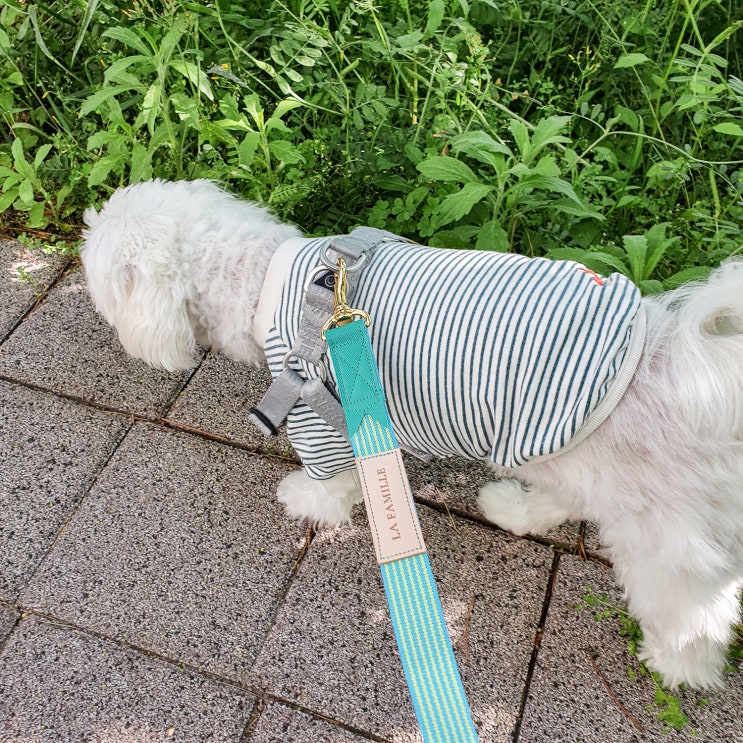  강아지 리드줄 핸즈프리 라파미유 산책줄 내돈내산 후기