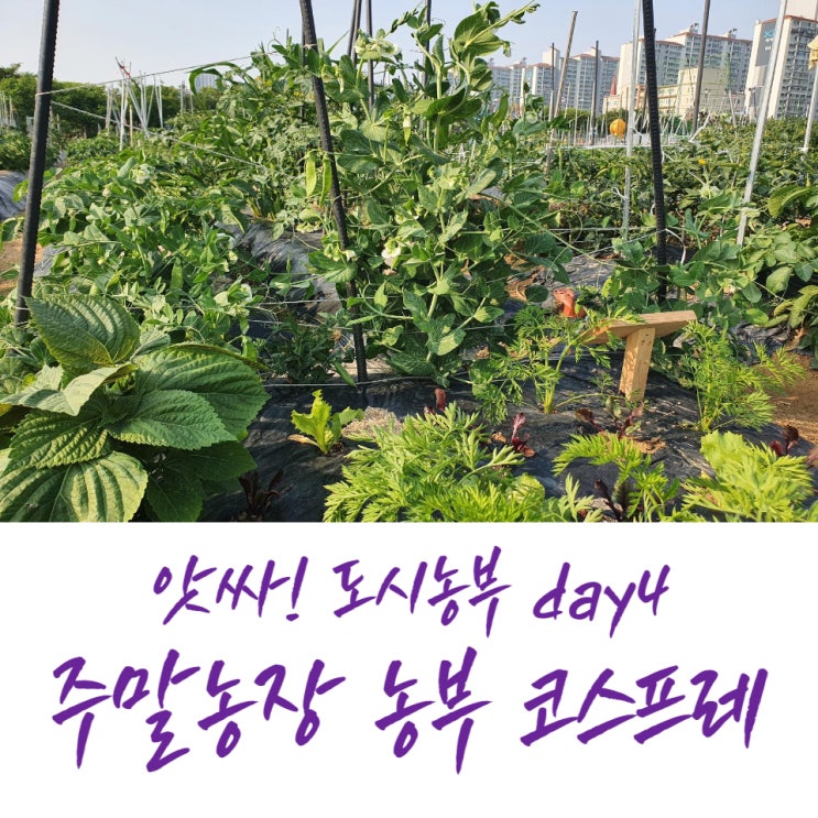  앗싸! 도시농부 Day 4