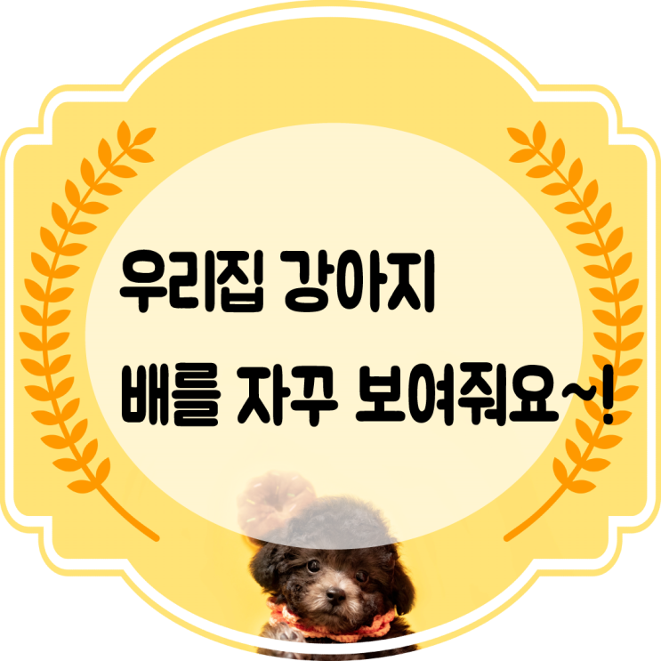  강아지벌러덩 강아지배까는 행동 그 이유는 뭘까?