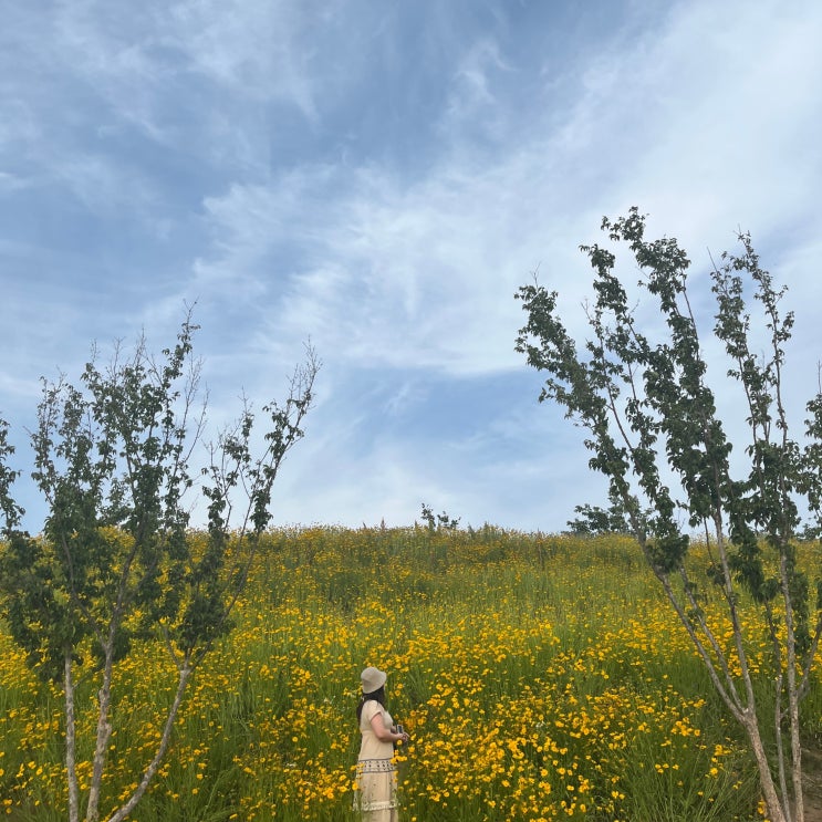  함안 악양생태공원 금계국 꽃구경 실컷 했네!