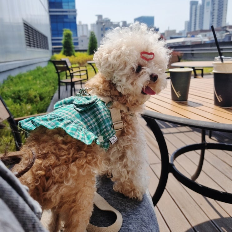  토이푸들 덕구의 강아지 후두골이형성, 척수공동증 치료 일기 :: 슬개골 탈구 수술 2달 차 기록 슬개골 탈구 수술 치료 종료!
