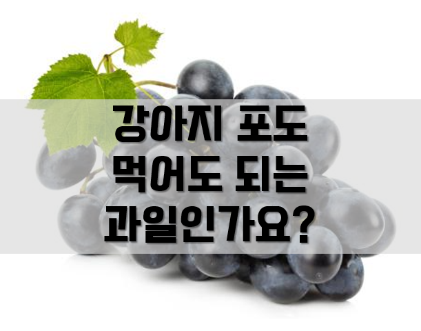  강아지 포도 먹어도 되는 과일일까요?(먹었을 때 대처방법)