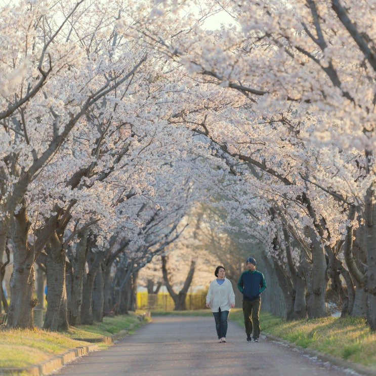 일본어 자격증 시험(JLPT JPT SJPT EJU BJT) 활용처 정리