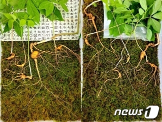 덕유산 자락서 120년 천종산삼 12뿌리 나와…2억4000만원 호가 덕유산 자락서 120년 천종산삼 12뿌리 나와…2억4000만원 호가