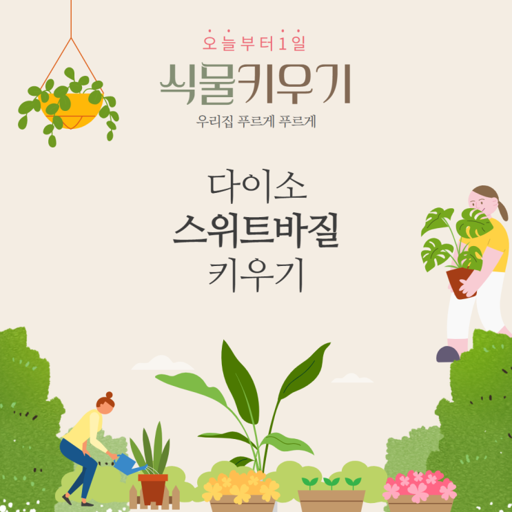 다이소 스위트바질 키우기 & 노린재 제거하기