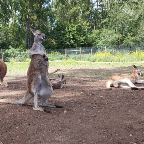  켈로나 여행, 캥거루 농장, 켈로나 아이들 가볼만 한 곳.  Kelowna Kangaroo Creek Farm