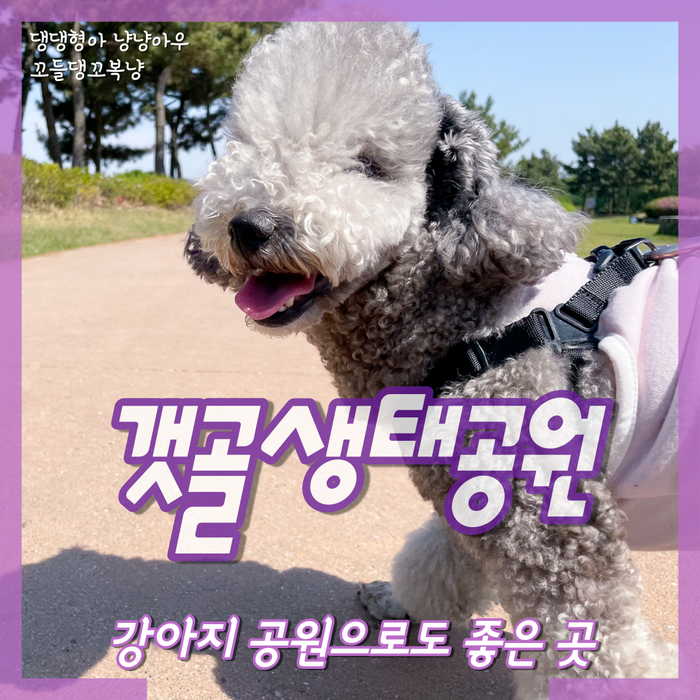  시흥 갯골생태공원 강아지 공원으로 산책하기 좋은 곳 (f. 피크닉)