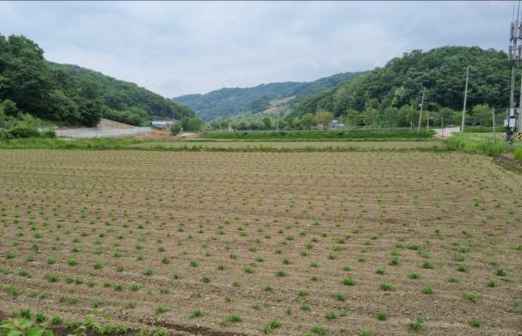  친환경쌀 우렁이농법  논과 밭 작물들 청자5호 검정콩 율무