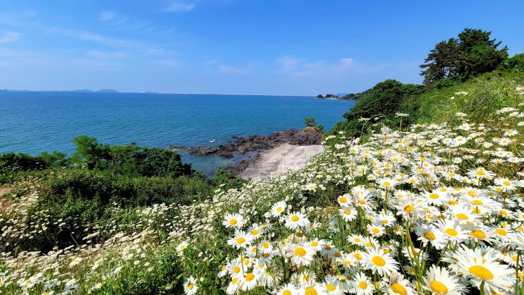 부안 변산반도 샤스타데이지, 군산 보리밭 부안 변산반도 샤스타데이지, 군산 보리밭