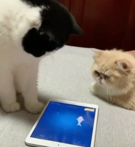 고양이 장난감~ 아이패드 앱, 집사님들~ 냥이에게도 비됴 놀이의 맛을 알려주세요 ㅋㅋ