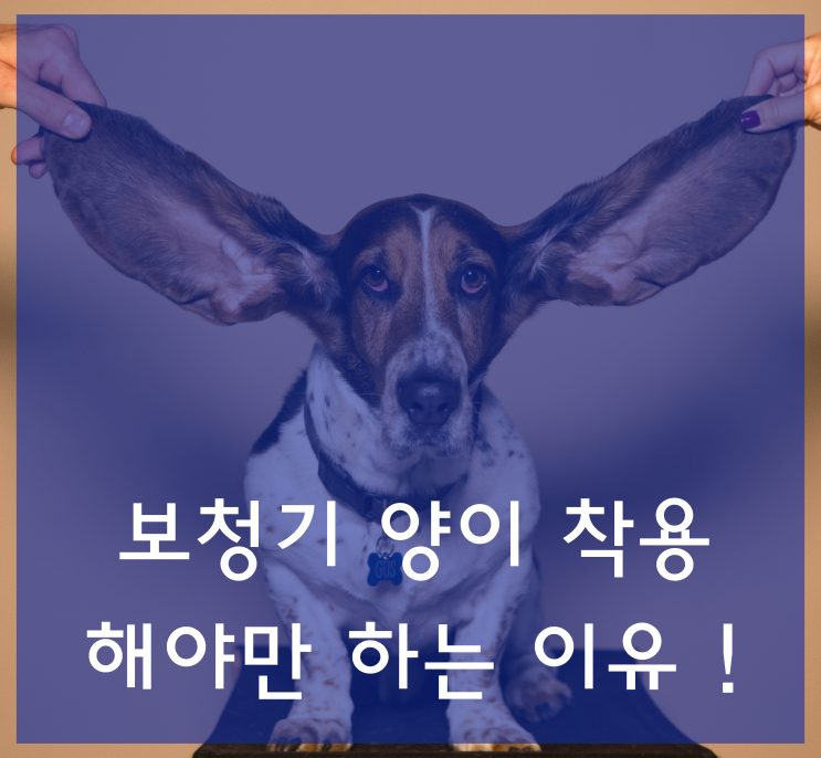  [ 대구 보청기 벨톤 ] 보청기, 양이 착용으로 더이상 찡그리지 마세요 !