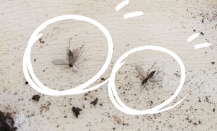  뿌리 파리 퇴치를 위한 여러 시도, 과연 효과는?