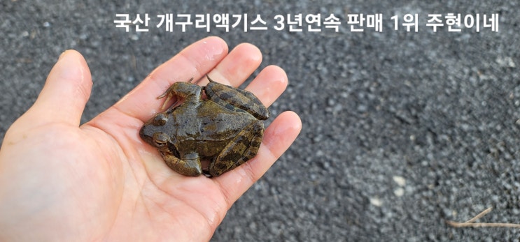 무더운 여름 개구리액기스 엑기스 무엇때문에 먹는걸까