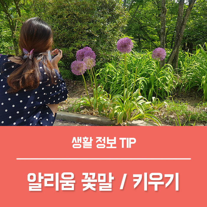  알리움 꽃말 구근 키우기 / 코끼리마늘꽃 구분하기