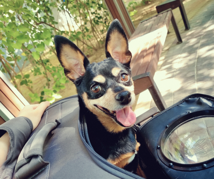  <타타> 건강 관리 일지 -29-