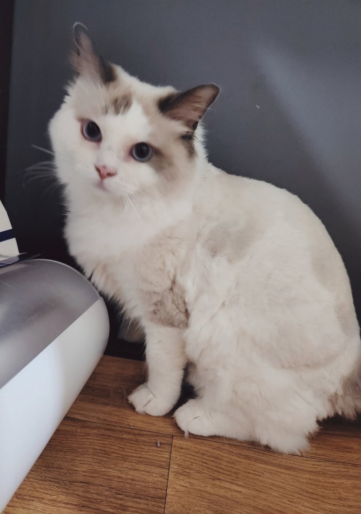 우리 집 냥이 루미 우리 집 냥이 루미