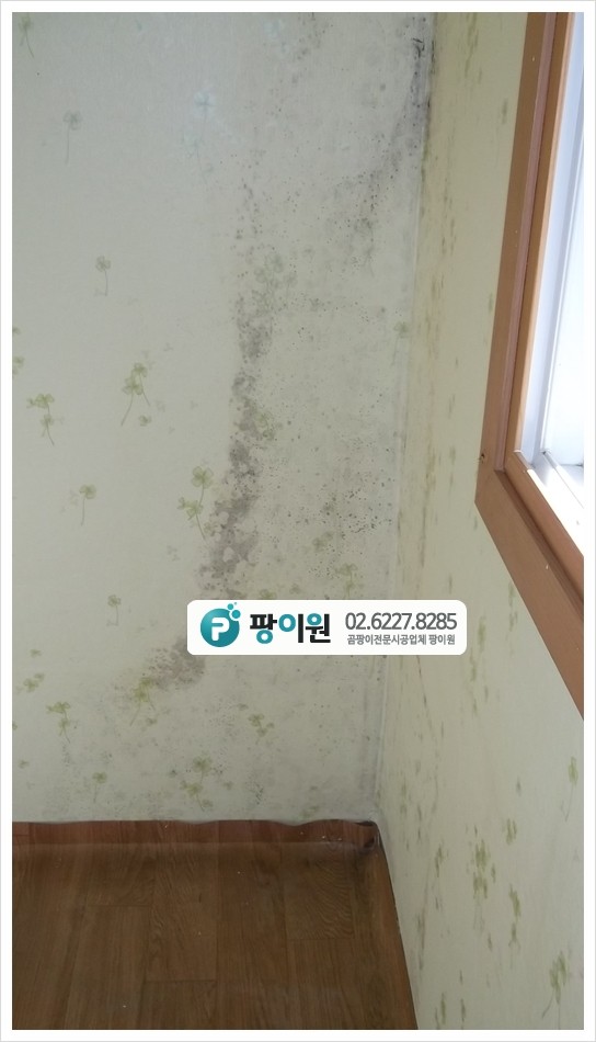  벽지 얼룩? 곰팡이 인가? 제거 해결은?