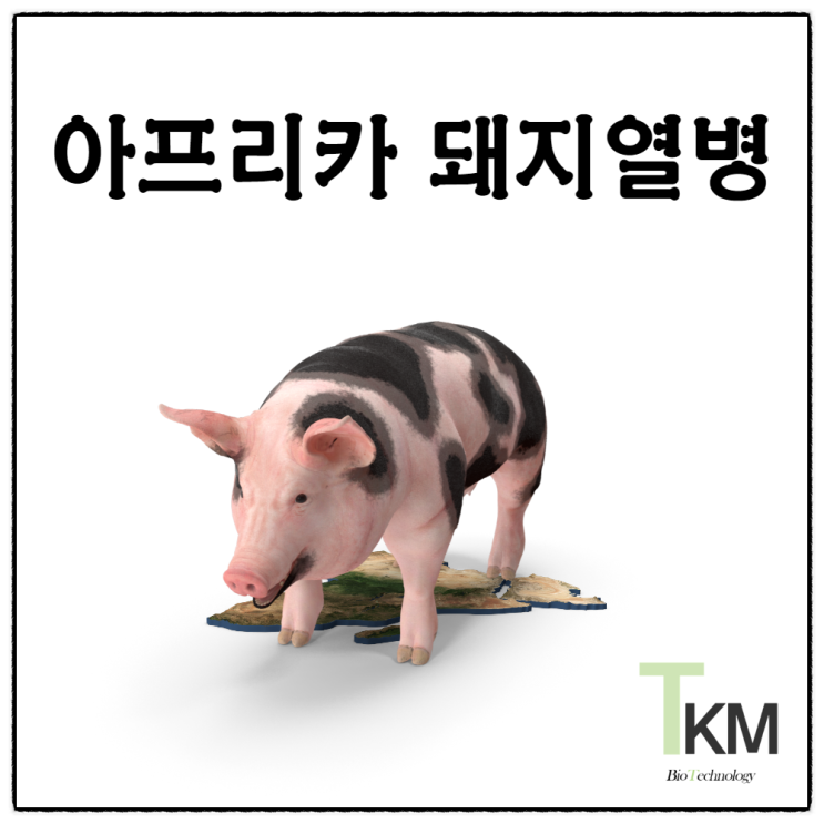 홍천 돼지농장에 전파된 아프리카 돼지열병 바이러스 ASF는 백신과 치료제가 없다?