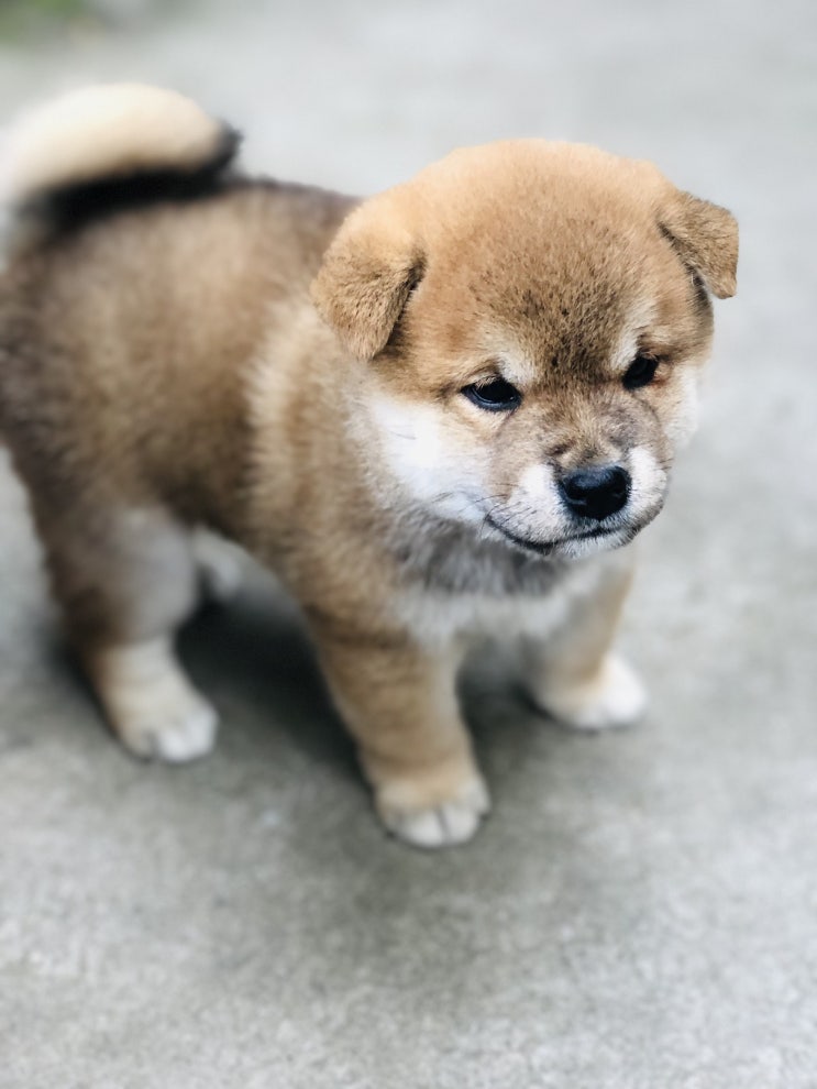  강아지 으르렁 거리는 이유가 뭘까요??  행동 알아보기와 대처방법