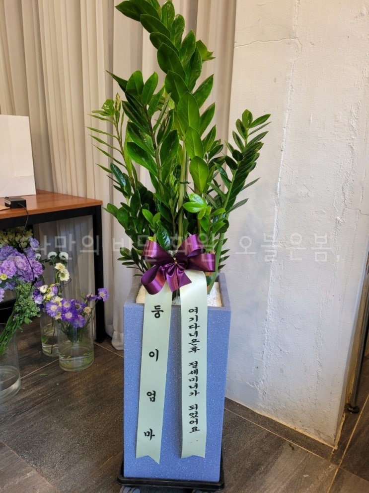 오늘은봄 대구화분배달 동구 방촌 둔산동 신평동 꽃집 당일전국꽃배달 금전수 돈나무 대구개업화분 돈들어오는식물
