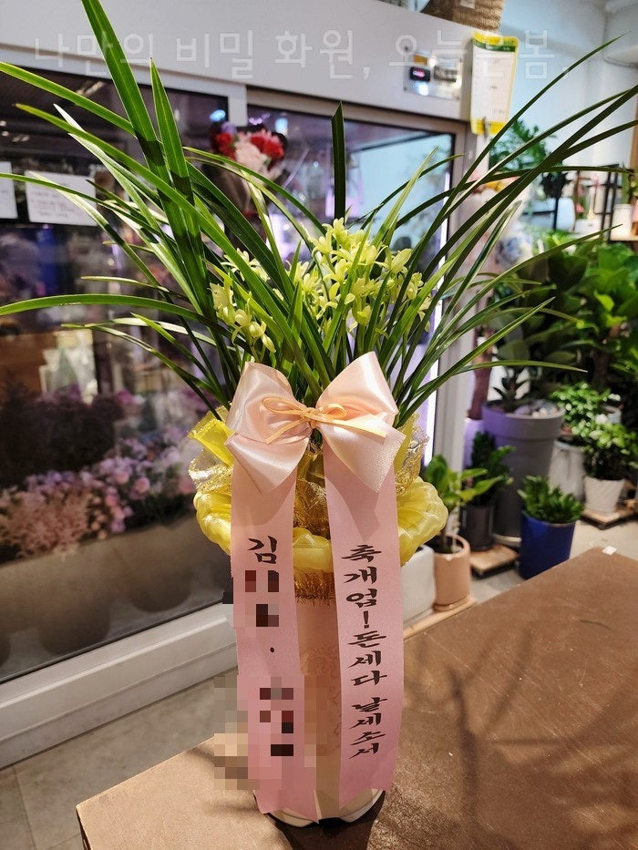  오늘은봄 울산꽃배달 중구 병영동 옥교동 학성동 꽃집 당일전국꽃배달 동양난 키우기쉬운 동양란 울산개업화분