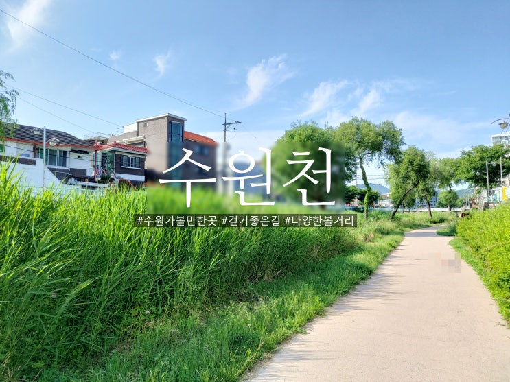  수원 8경 버드나무와 다양한 볼거리 걷기 좋은 수원천