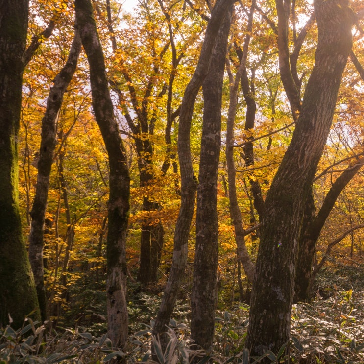 산림기능사 산림산업기사 산림기사 필기 실기 합격률 표 산림기능사 산림산업기사 산림기사 필기 실기 합격률 표