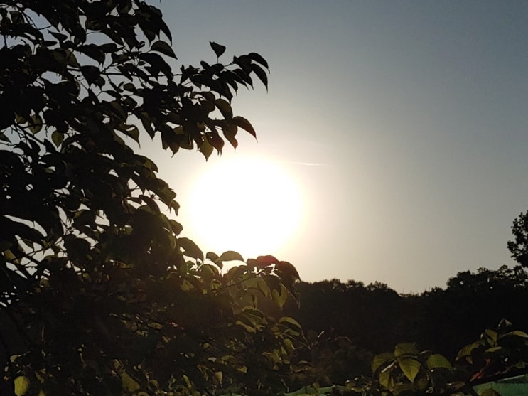 오늘 아침 햇살과 어우러진 단월동 들녁의 모습들 오늘 아침 햇살과 어우러진 단월동 들녁의 모습들