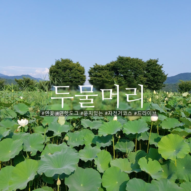  7월말 8월초 두물머리 연꽃 풍경