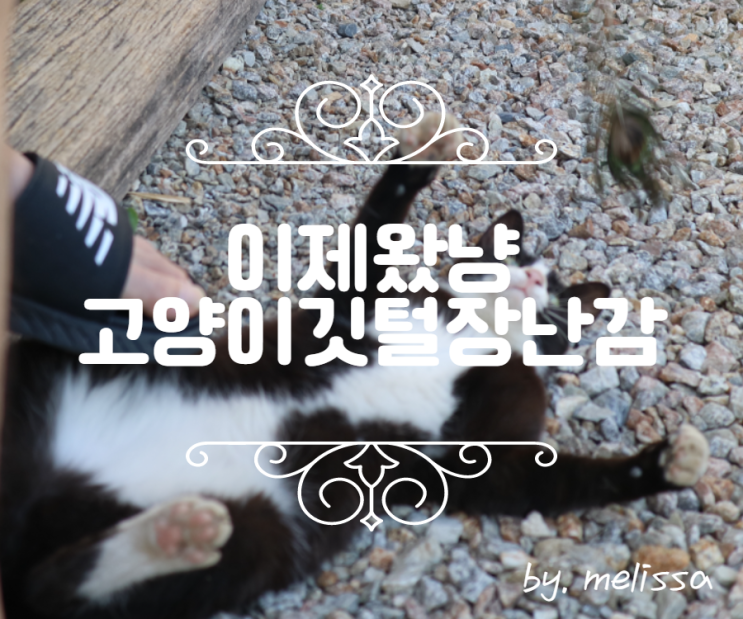  이제왔냥에서 팔고 있는 고양이깃털장난감으로 신나게 놀아주기!