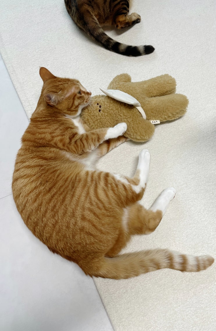 220531 주간일기를 쓸 추진력을 얻기 위해 미리 쓰는 일상