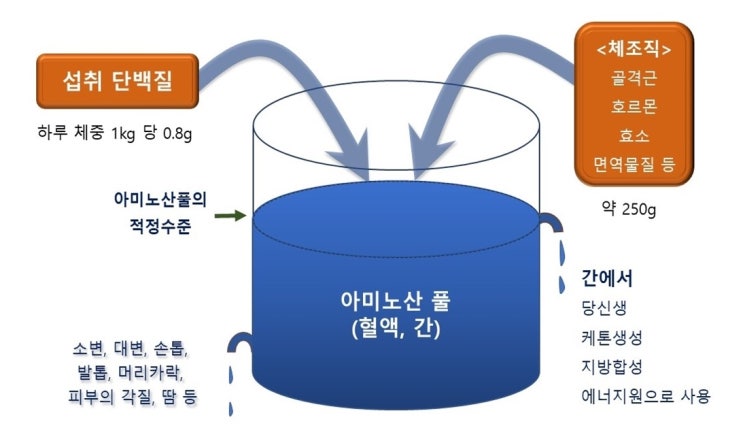  아미노산 풀 amino acid pool, 풀장관리의 중요성, 운동과 단백질대사