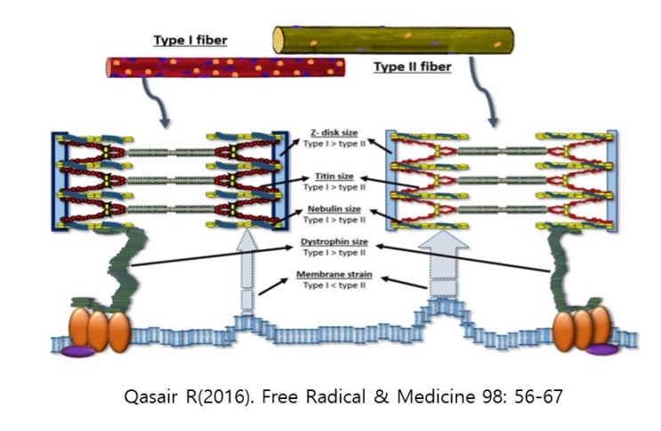  근성장(근비대)과정, 근력발달의 원리, mTOR과 위성세포 satellite cell, 운동단위(motor unit)