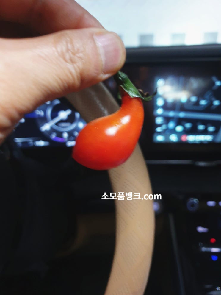  이것은 가지인가 토마토인가! 방울토마토! 웃긴 모양의 방울토마토!