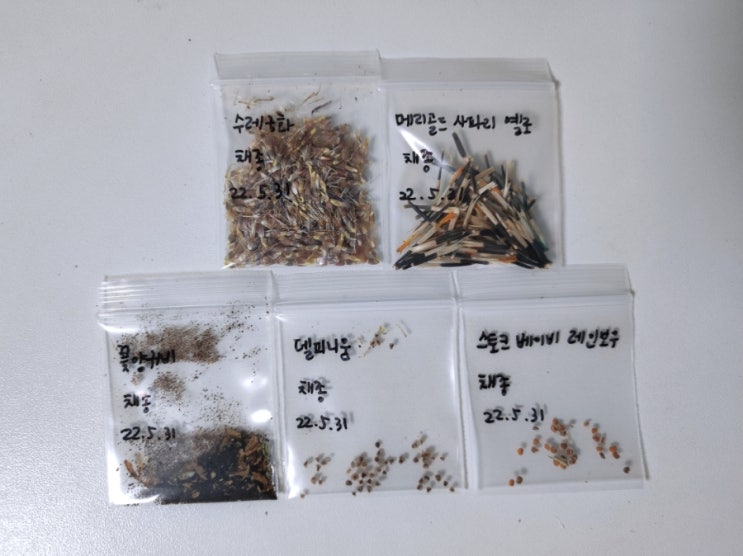  꽃씨앗 채종하기2 (수레국화,메리골드,꽃양귀비,스토크,델피니움)