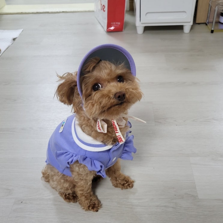  0601 : 콩이랑 함께하는건 정말 행복해