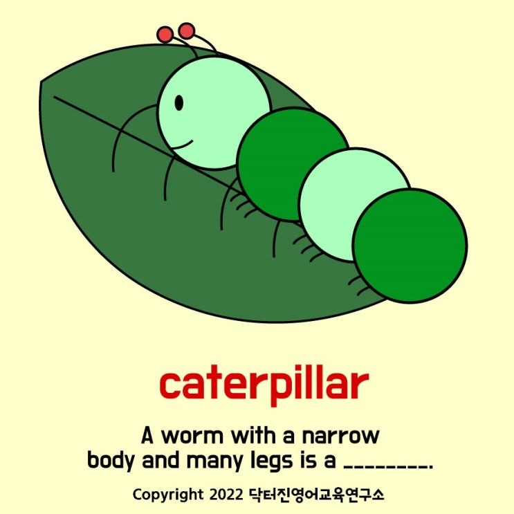  애벌레 caterpillar 영단어카드