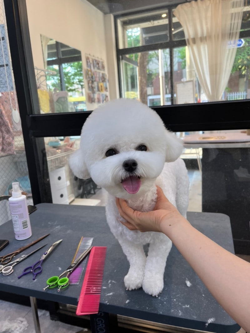 귀여운 강아지 비숑 미용, 얼굴/몸통 애견미용 스타일 추천 : 네이버 블로그, image size:800x1067