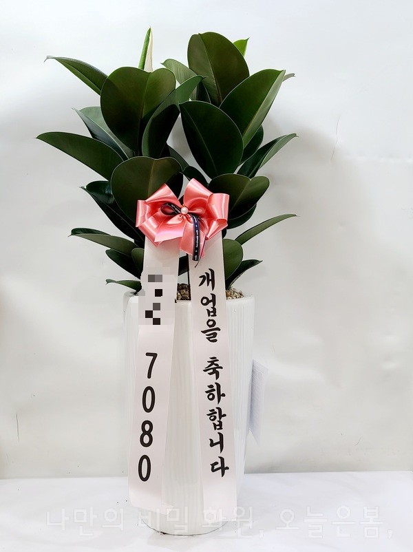  오늘은봄 수원꽃배달 장안구 송죽동 조원동 연무동 꽃집 당일전국꽃배달 인도고무나무 수원화분배달 공기정화식물