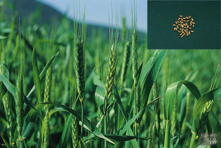 [밀]밀의 원산지와 분포 및 주요 품종