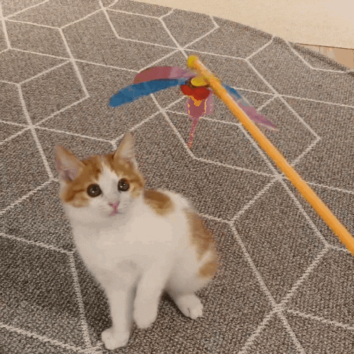  : 사냥놀이가 재미있어요! (고양이 장난감 & 사냥놀이 방법)