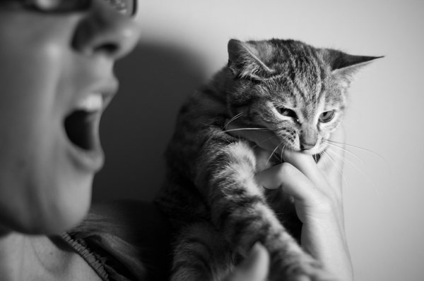 고양이 입질 이유는 사람의 행동 때문! 새끼고양이 입질 : 네이버 블로그 고양이 입질 이유는 사람의 행동 때문! 새끼고양이 입질 : 네이버 블로그
