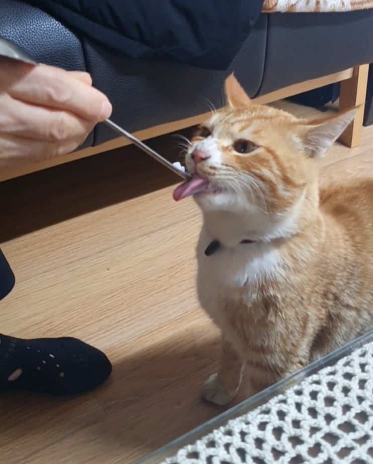  돼냥이는 흰쌀죽도 환장하고 먹지. (야옹의 남다른 먹성)