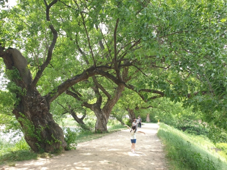  대구 근교 경산 드라이브 데이트 가볼 만한 곳 푸릇푸릇 6월의 반곡지 산책
